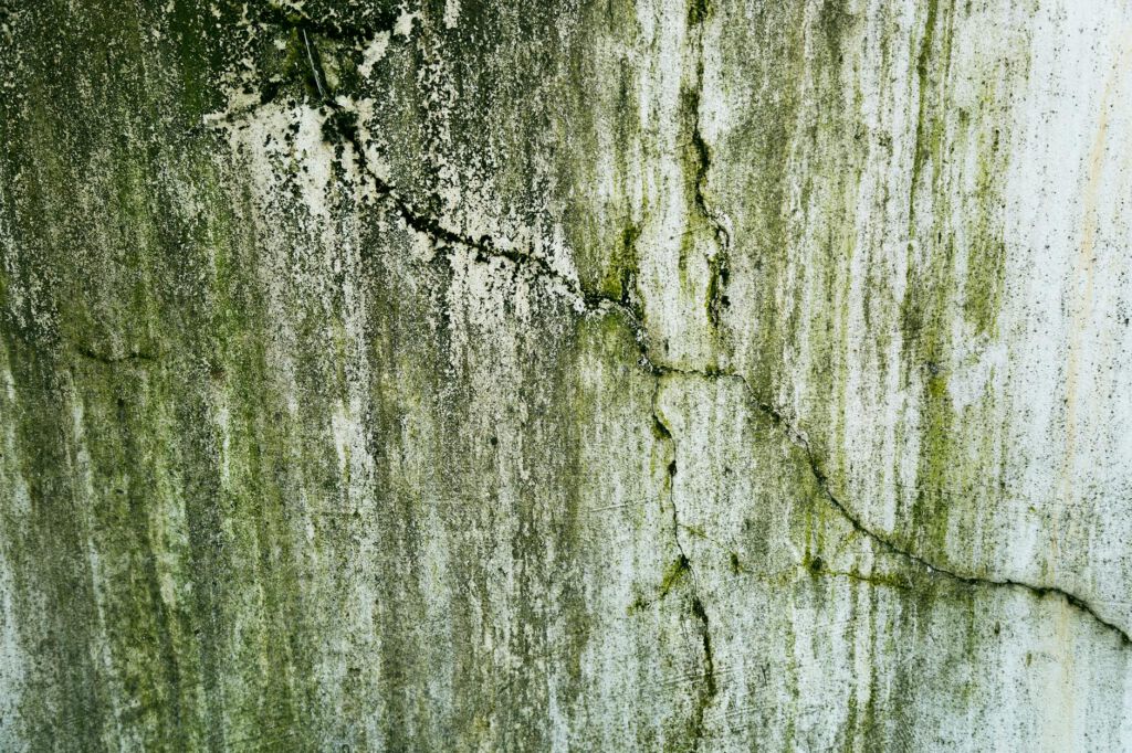 Lakewood — mold removal